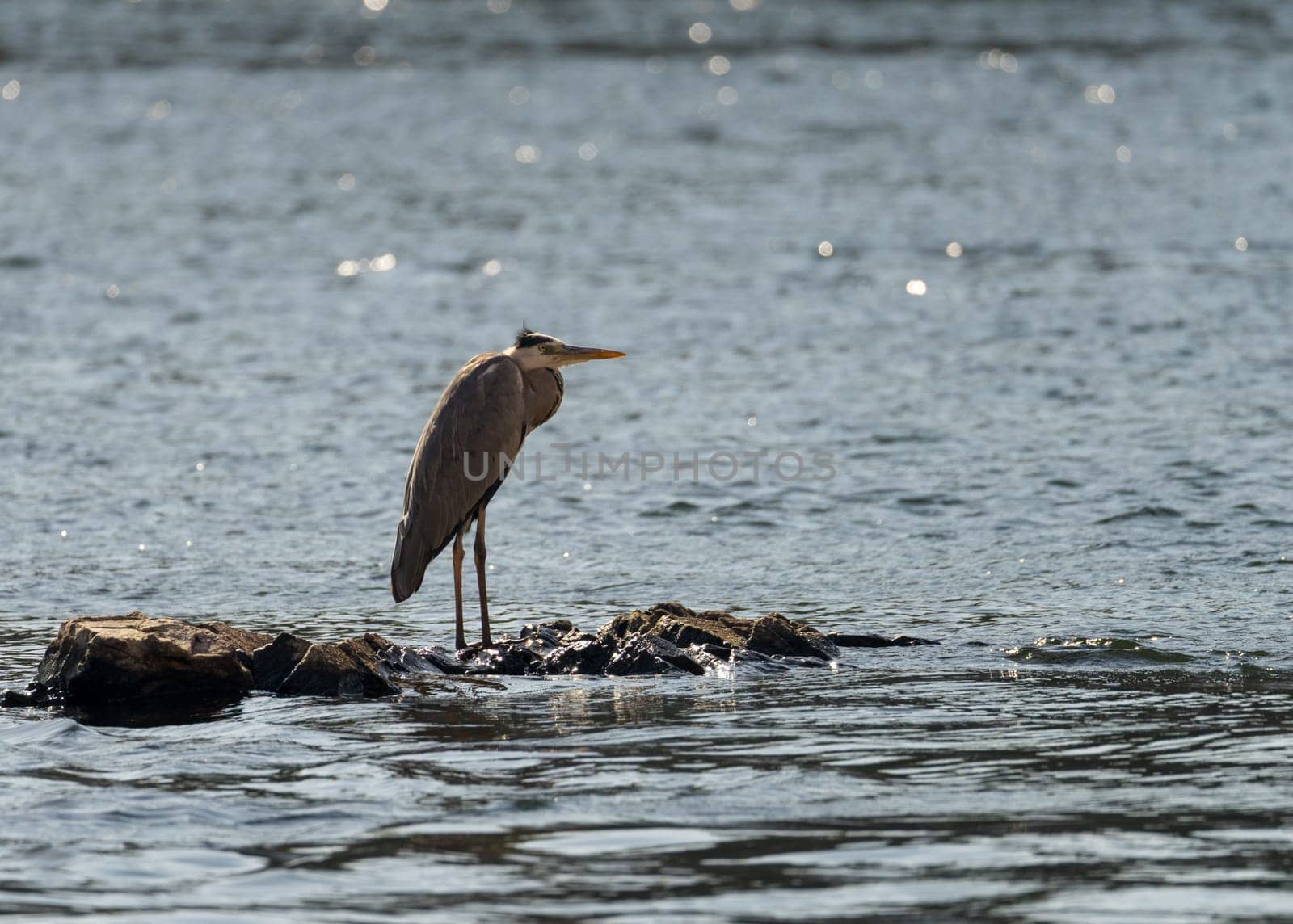 Single grey heron bird standing in on the rocky shore on edge of Nile river