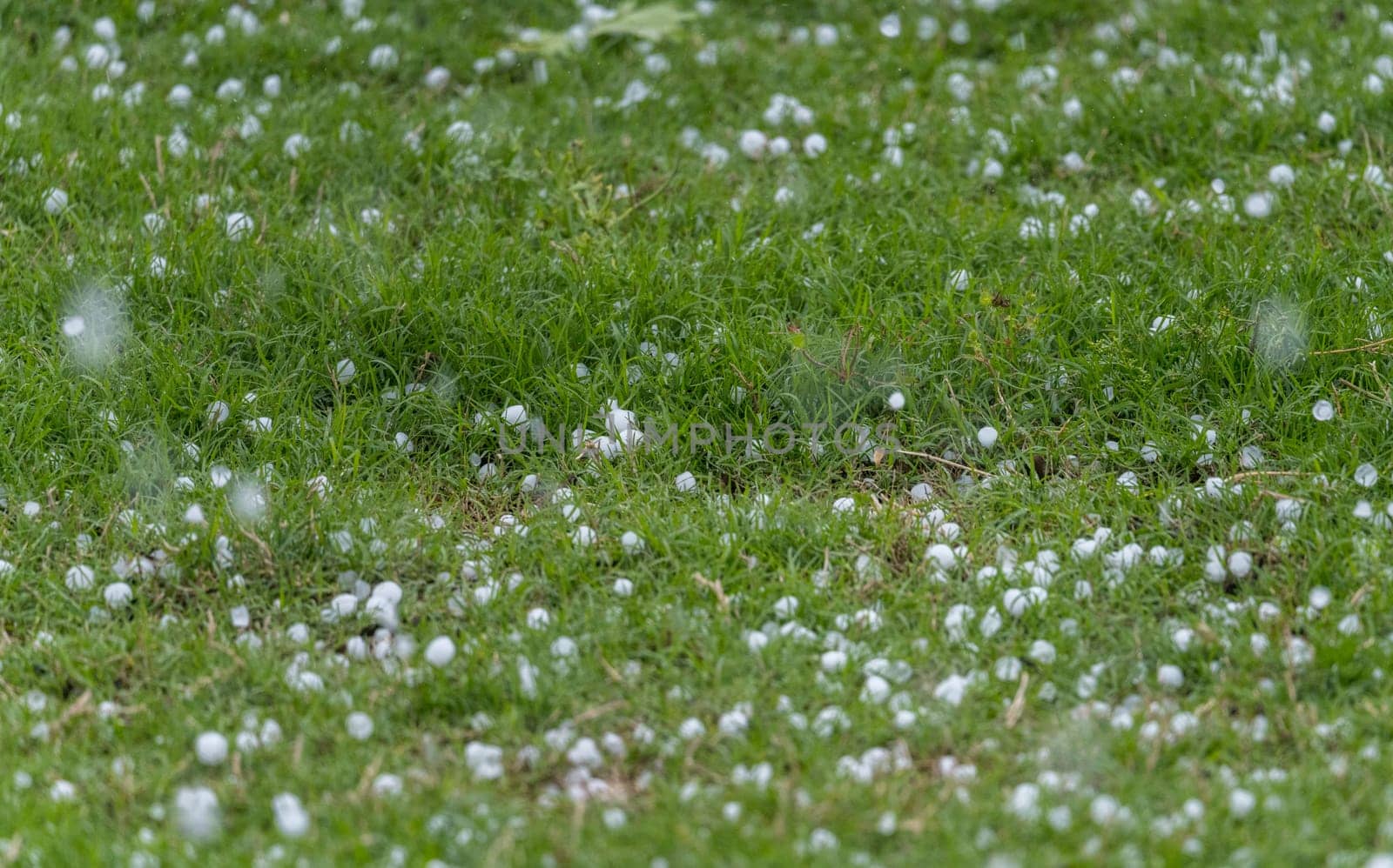 A close-up shot of hailstones scattered across a vibrant green grassy lawn during a storm.