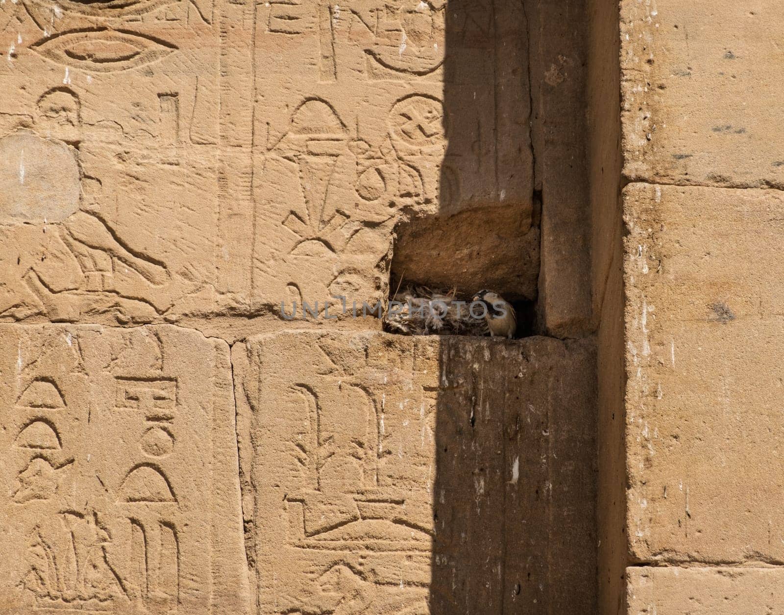 Small bird in its nest in a small hole in the carved wall of Philae Temple near Aswan
