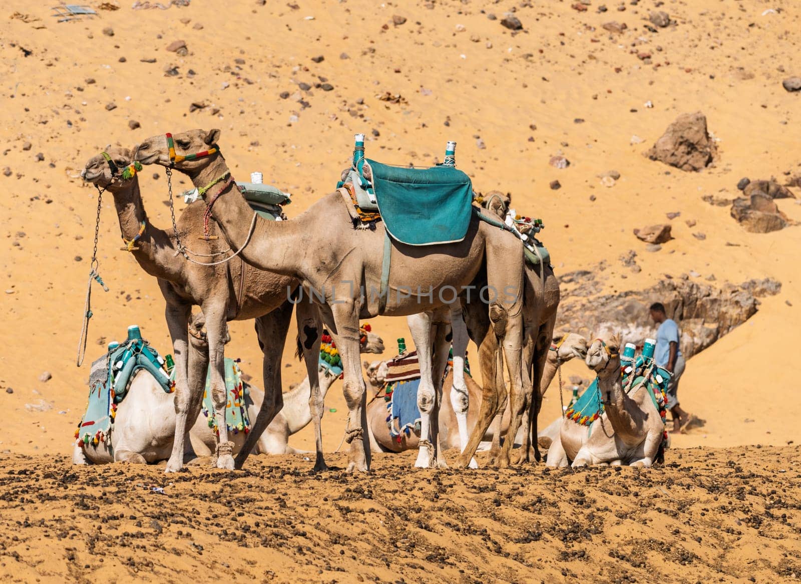 Camels ready for ride up the steep sandy hillls near Nubian village in Aswan, Egypt