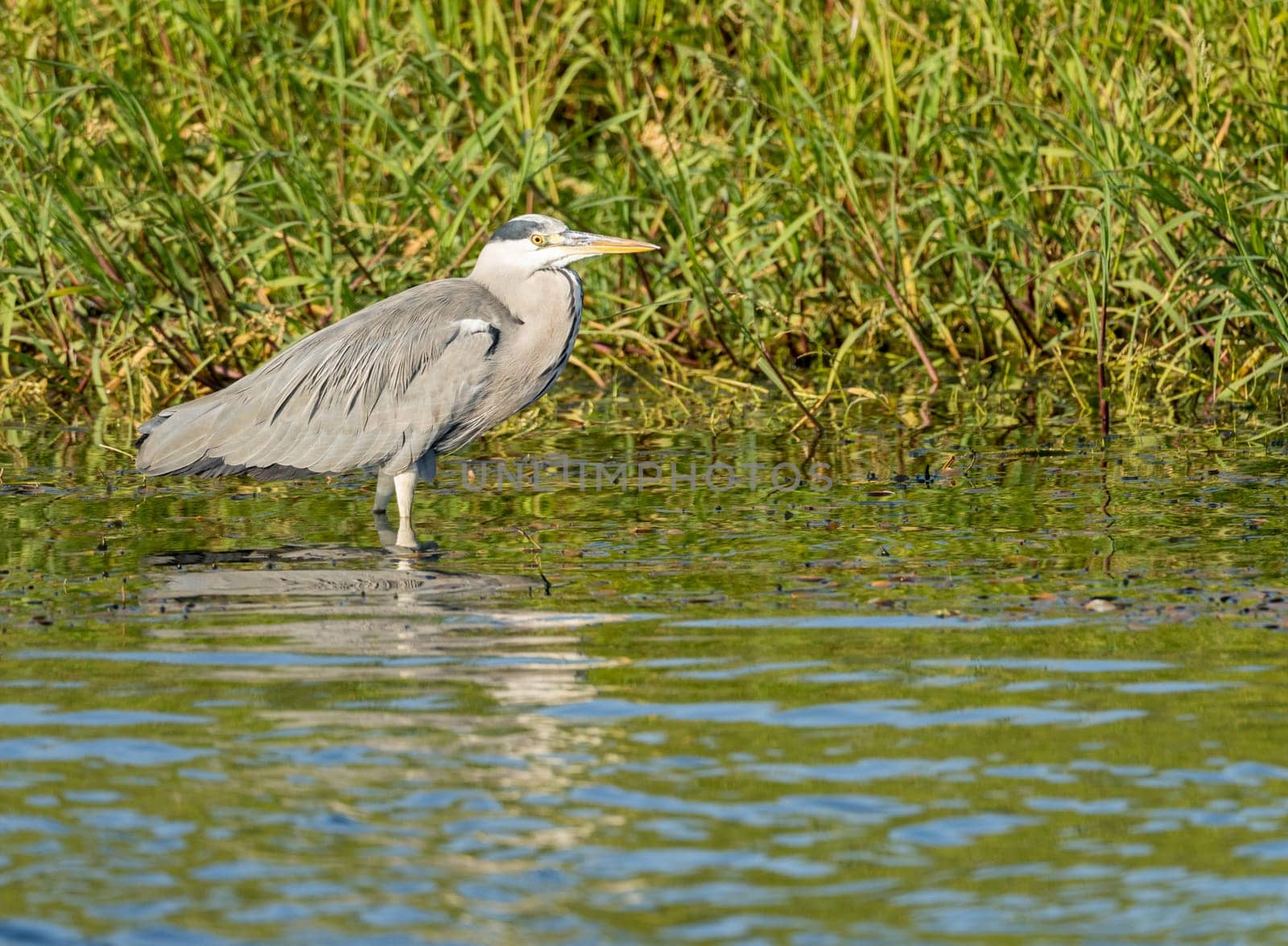 Single grey heron bird standing in shallow water on edge of Nile river near Aswan, Egypt