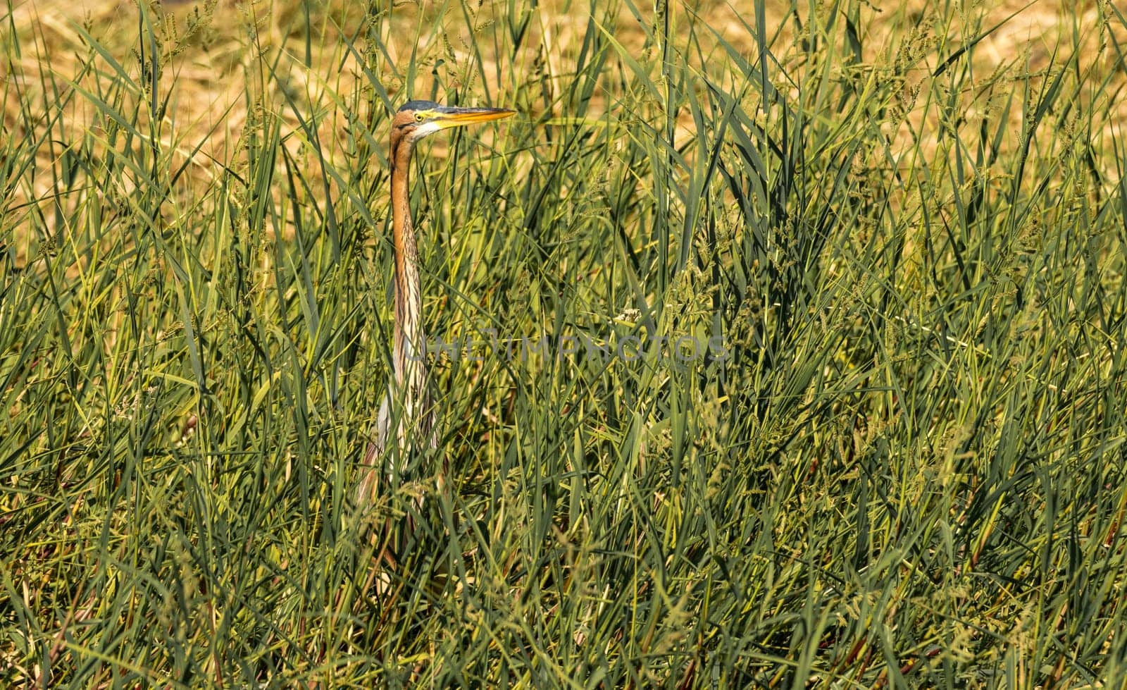 Single grey heron bird standing in the reeds on edge of Nile river near Aswan, Egypt