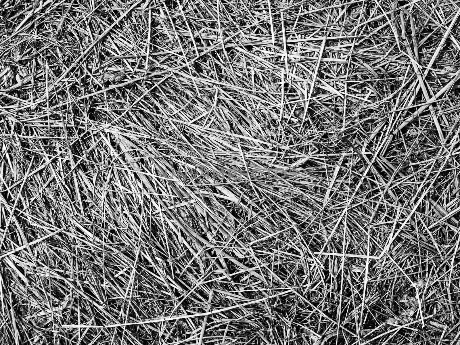 Formatfüllende Ansicht trockenes Stroh in Draufsicht und monochromer Anmutung.