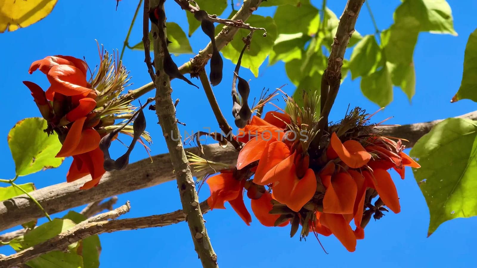 Gorgeous orange flowers are blooming beautifully all over tree branches beneath a stunning clear blue sky