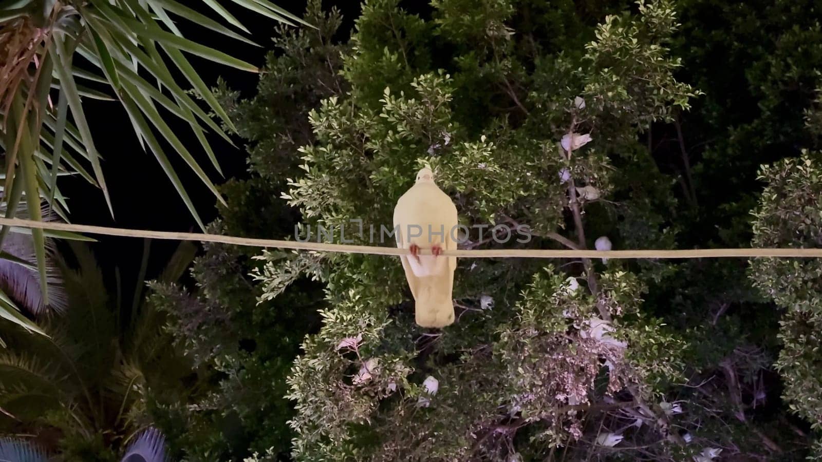 In the serene night, a stunning yellow bird gracefully perched on a wire surrounded by vibrant green foliage