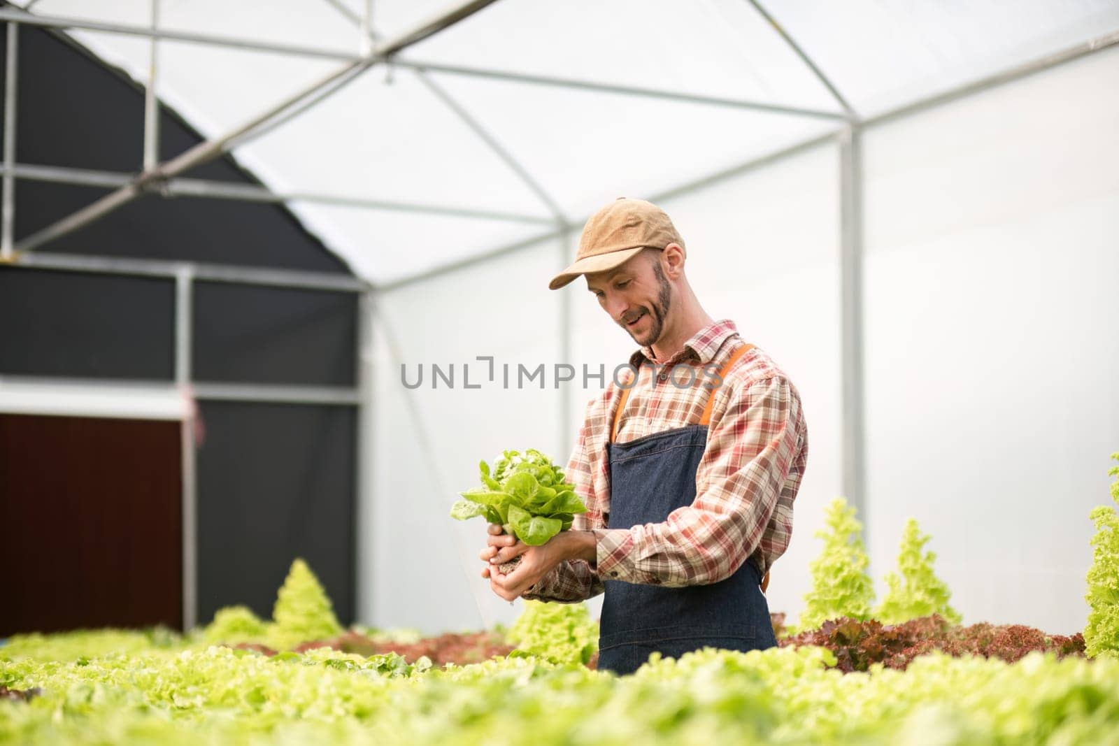 Gardener cultivating organic vegetables in a greenhouse, showcasing sustainable farming practices and fresh produce.