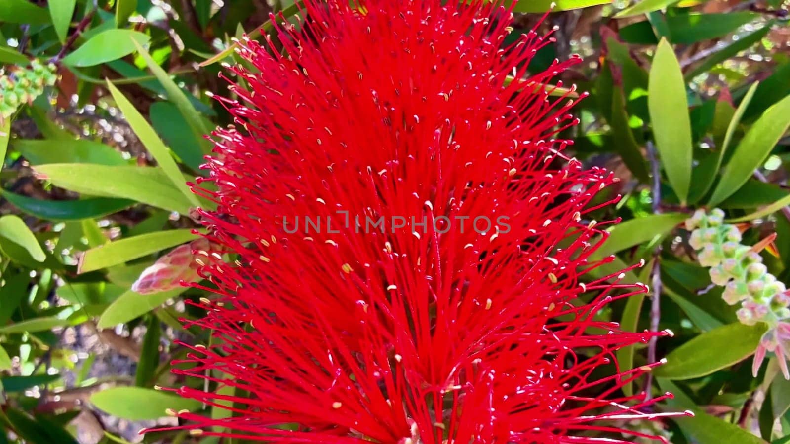 A truly stunning and vibrant display of bright red flowers beautifully blooming among lush, green leaves