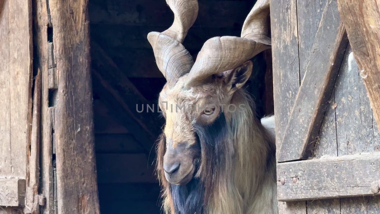 A stunning goat showcases its impressive, uniquely curved horns while playfully peeking from a rustic barn