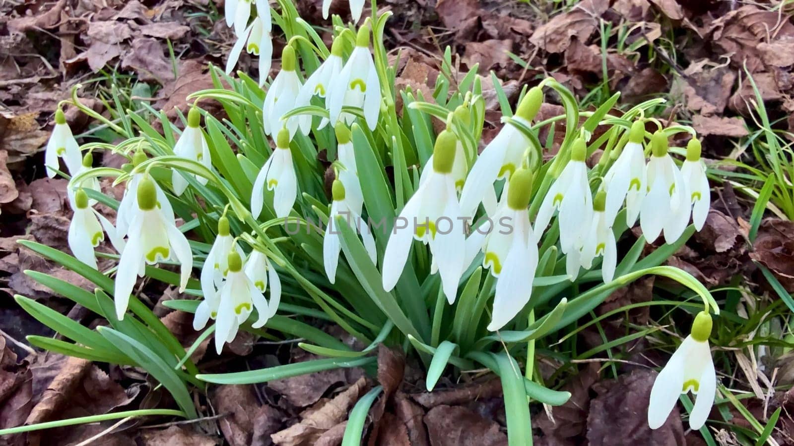 Charming snowdrops are emerging beautifully amidst the dried leaves, signifying the wonderful arrival of spring flowers