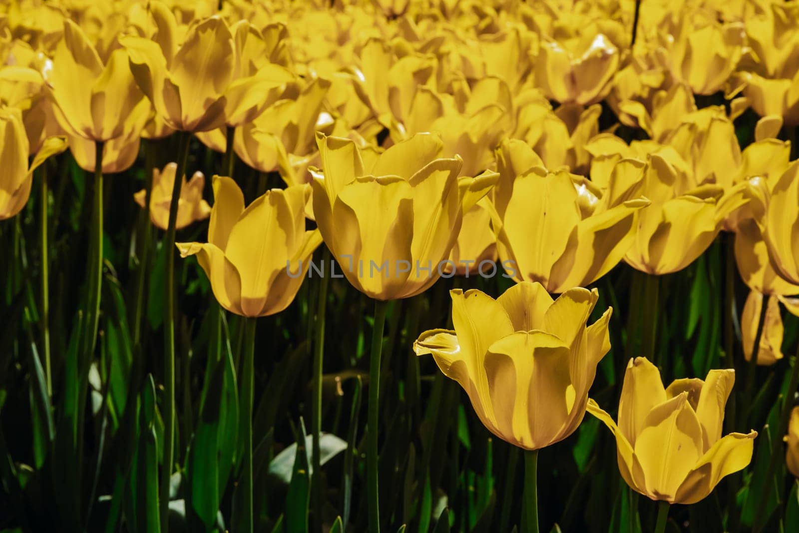 Beautiful view of a bed of Yellow Purissima tulips growing in a public park of a castle on a sunny spring day, side view very close-up with depth of field. Concept natural and floral backgrounds.
