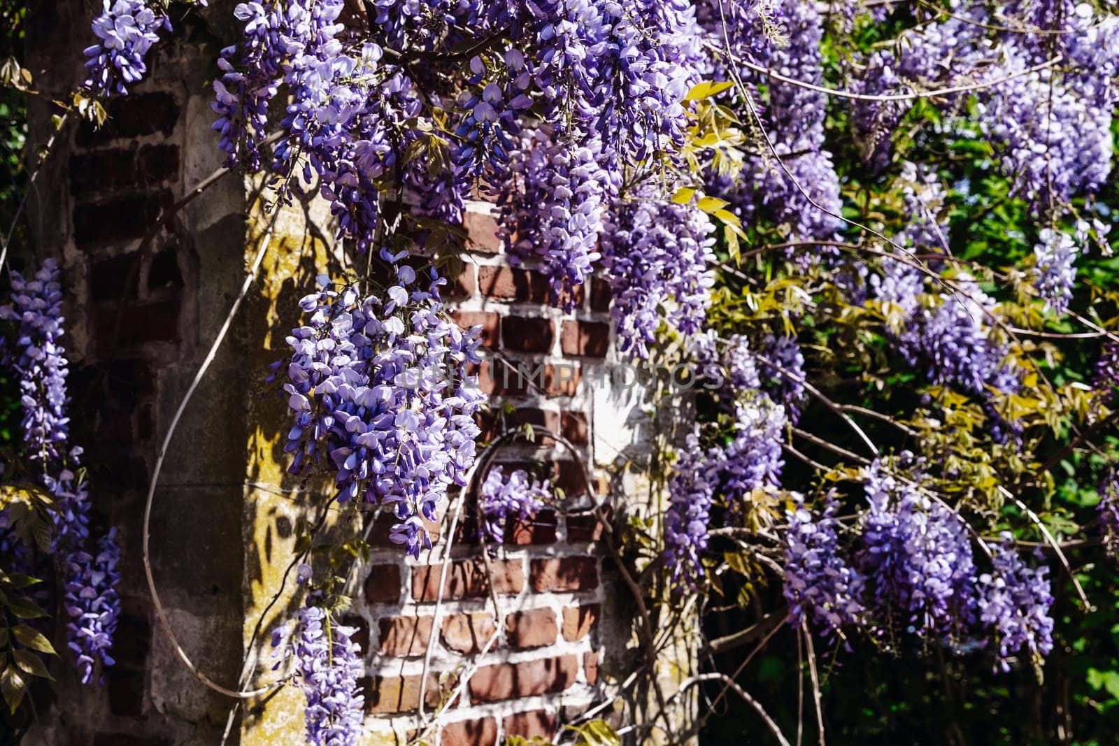 Beautiful view of blooming wisteria on brick wall of arch in public park of castle on spring sunny day, side view close-up with depth of field. Concept natural and floral backgrounds.