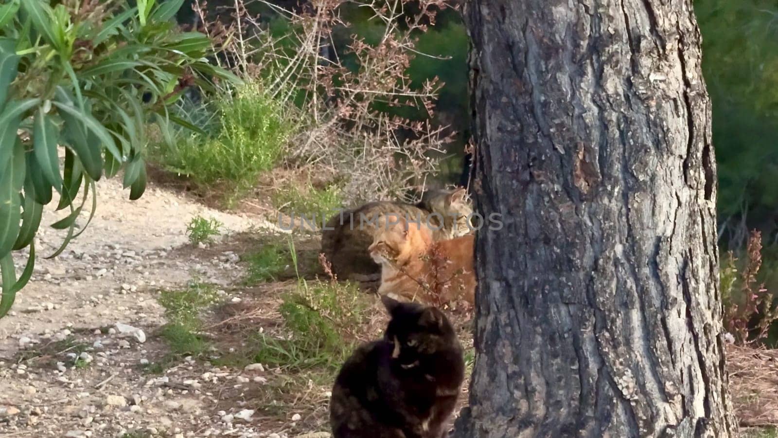 Two incredibly cute and adorable cats are playfully engaging with each other in a beautiful outdoor setting
