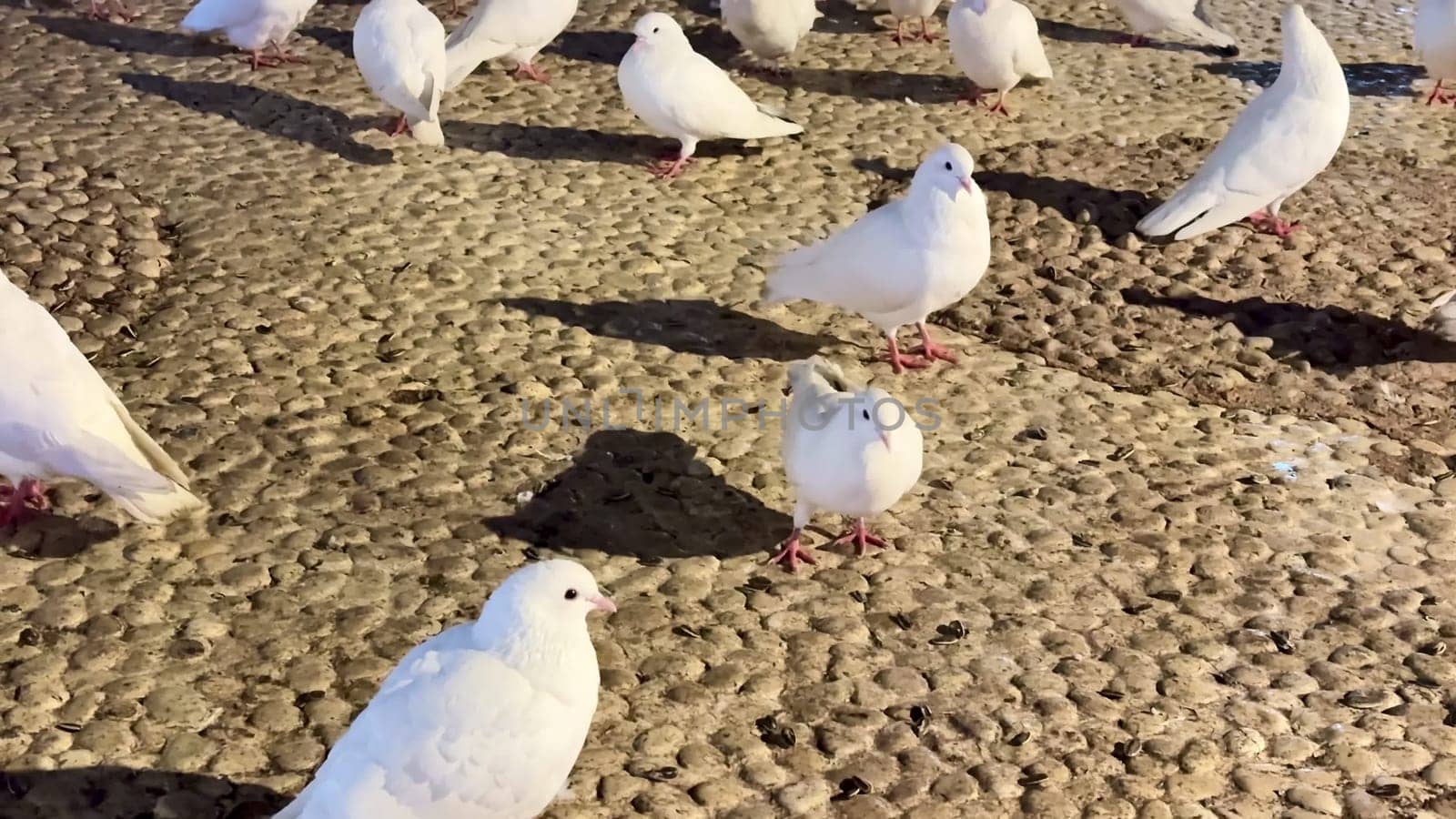 A serene scene of white doves gathering peacefully by a colorful fountain, illuminated by dazzling night lights