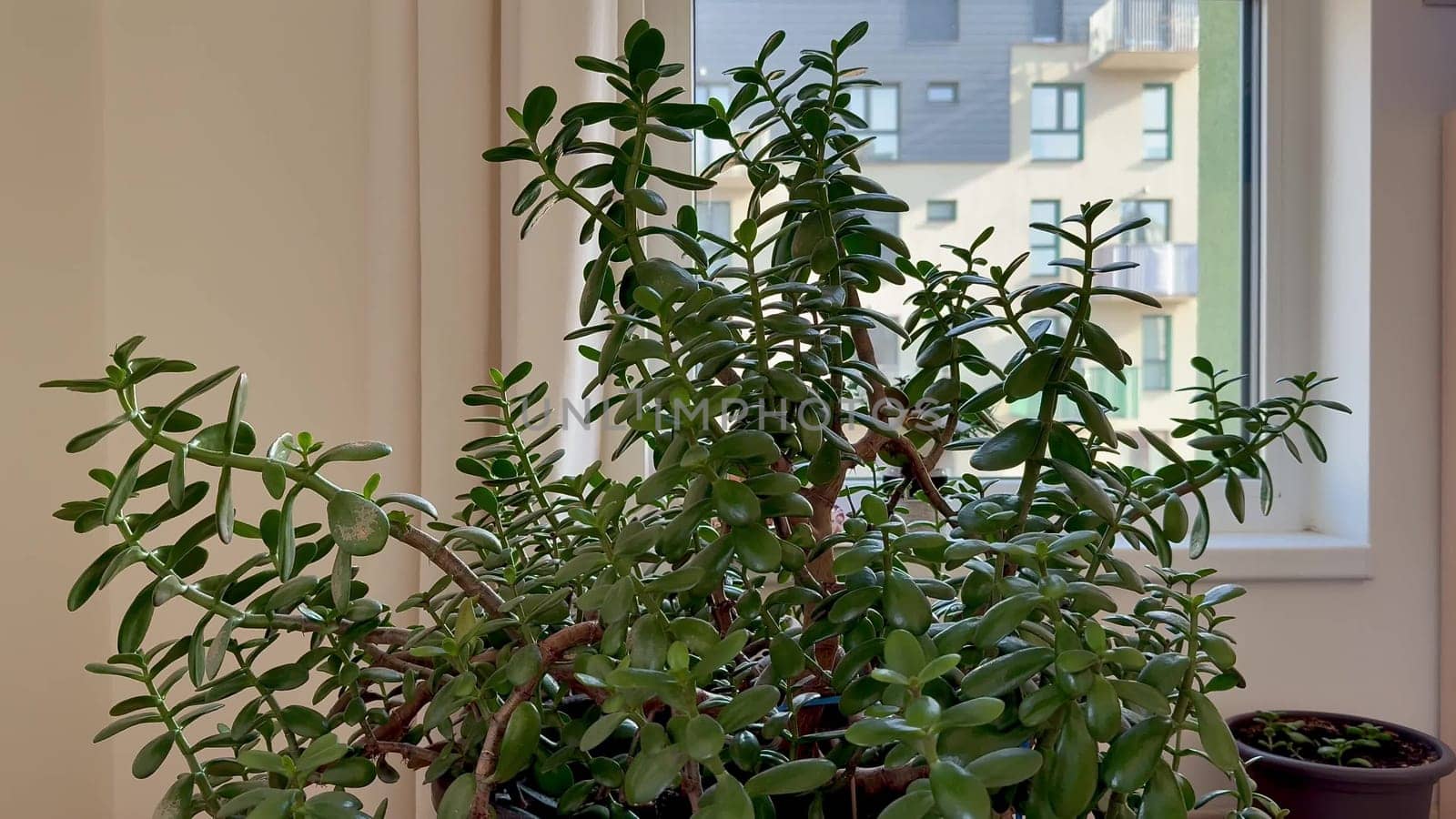 A vibrant and lush indoor plant with bright green leaves prominently viewed from a stylish modern apartment window