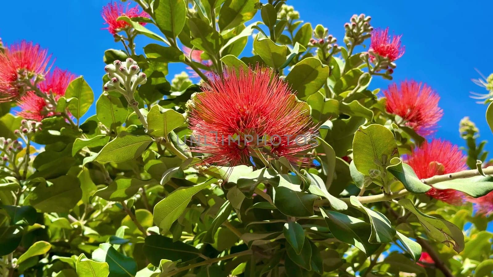 A stunning and vibrant display of bright red flowers blooming beautifully on a lush green tree under a clear blue sky