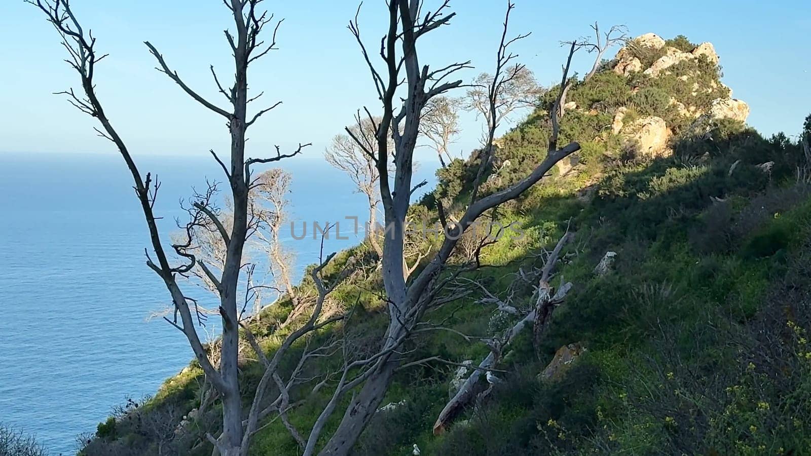 A serene and tranquil coastal view showcasing bare trees and a rocky hill set against the stunning ocean backdrop