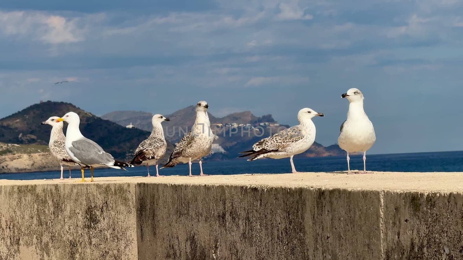 A group of seagulls resting on a coastal wall, enjoying the tranquil ocean view under a clear blue sky