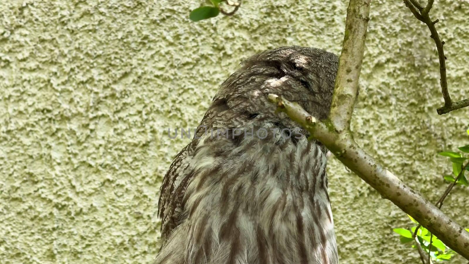 An owl perched on a tree branch displays its intricate plumage and keen gaze, captivating all nearby