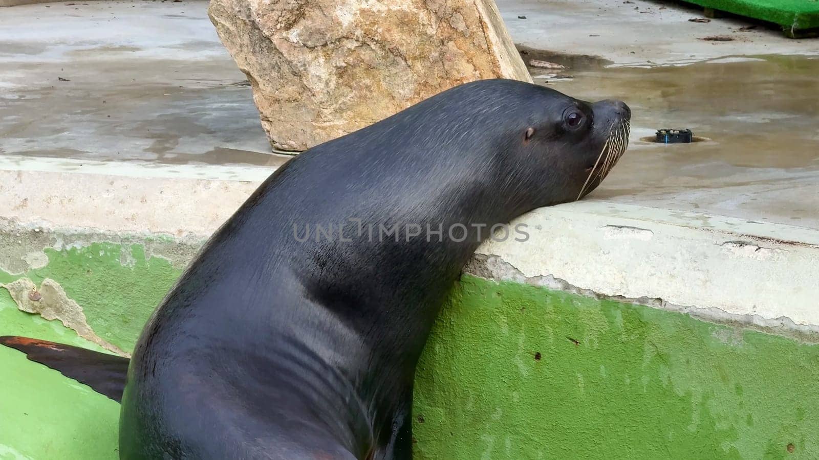 A lively and playful sea lion joyfully explores its natural habitat, showcasing its remarkable agility and charm