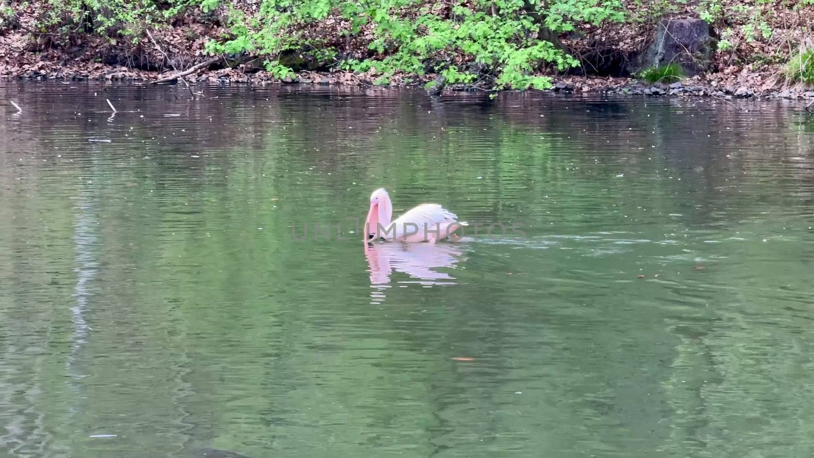 A beautifully serene scene of a pelican elegantly swimming across the calm waters in a stunning natural setting
