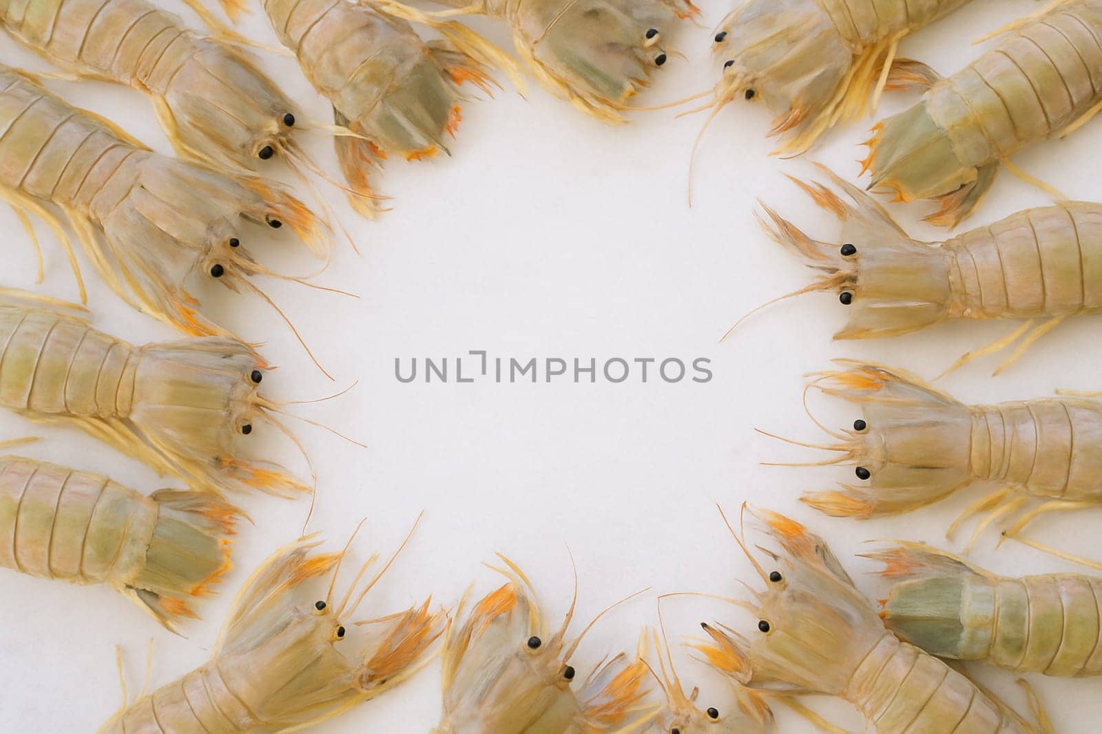 AI generated top view of fresh whole mantis shrimp with vibrant striped shells and distinctive claws arranged neatly showcasing exotic seafood against clean white background