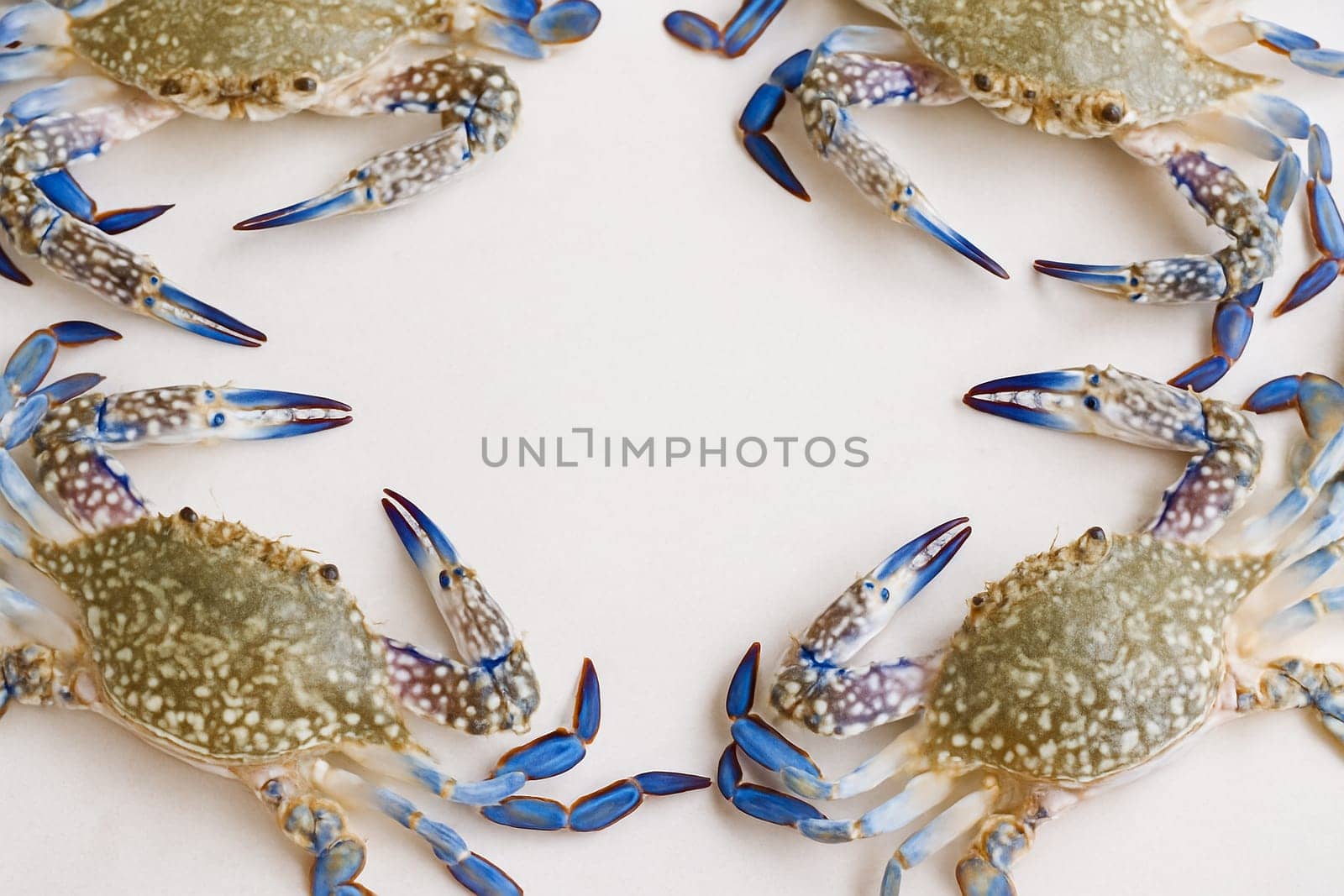 AI generated top view of fresh whole blue swimmer crabs with vibrant shells and meaty claws arranged neatly showcasing premium seafood quality against clean white background