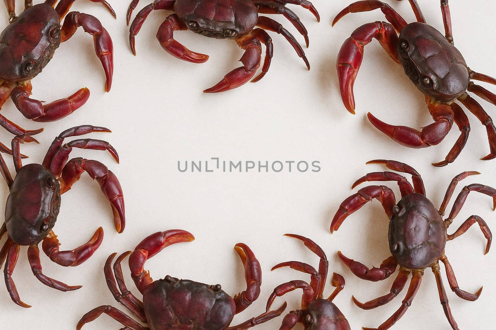 AI generated top view of fresh whole rice field crabs with earthy shells and small claws arranged neatly showcasing authentic local ingredient against clean white background