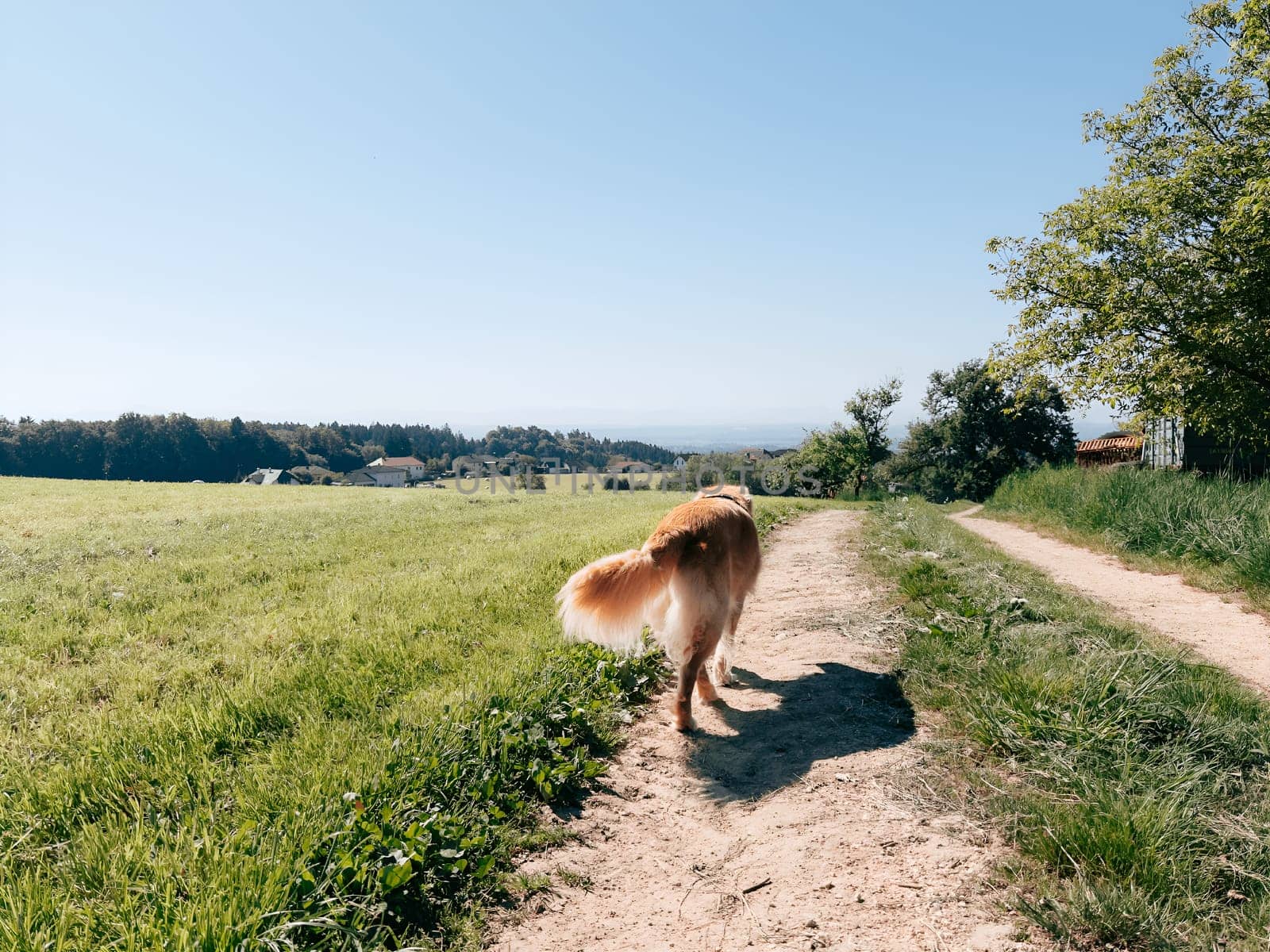 A golden retriever strolls along a dirt pathway lined with greenery during a clear, bright day. The serene countryside stretches out in the background, showcasing distant hills.