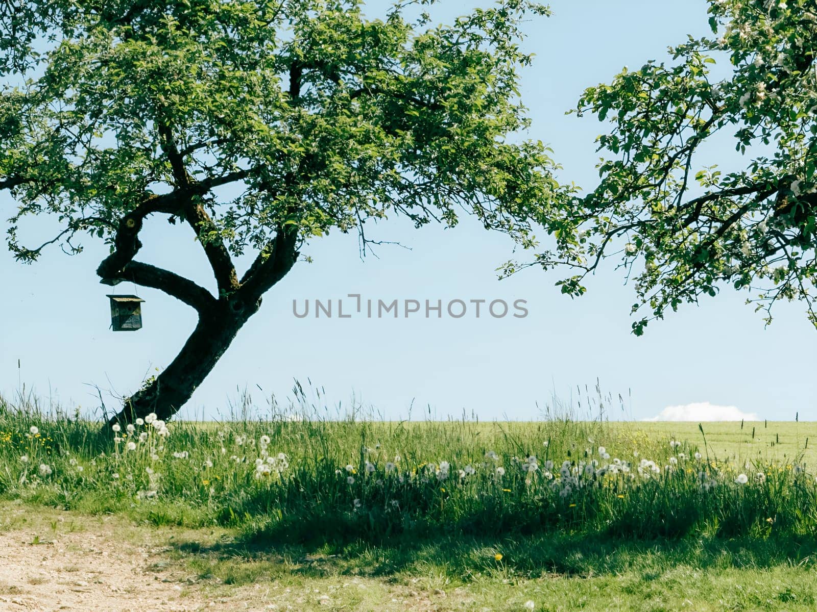 A lush green field features a large tree with a birdhouse hanging from its branches. Bright sunlight illuminates the landscape, creating a serene atmosphere. Wildflowers add color to the scene.