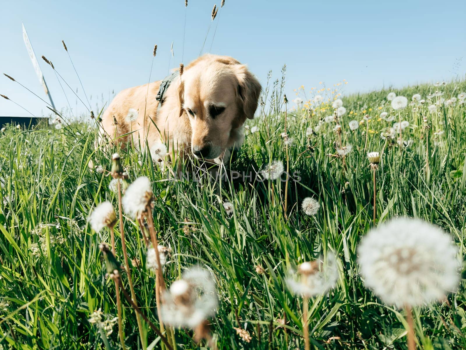 A golden retriever explores a vibrant green field on a sunny day, surrounded by blooming dandelions. The dog curiously sniffs the ground, enjoying the warm weather and natural beauty.