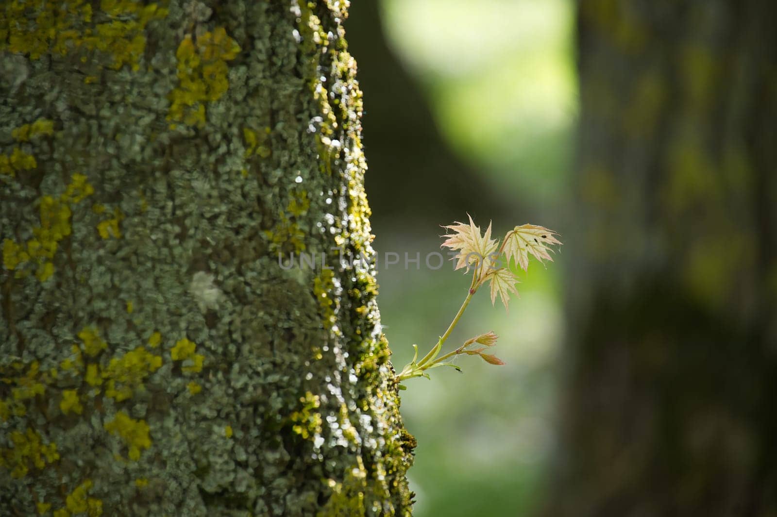Close-up shot of a tree trunk with young leaves emerging. The scene is illuminated with soft, natural sunlight, highlighting the new growth.