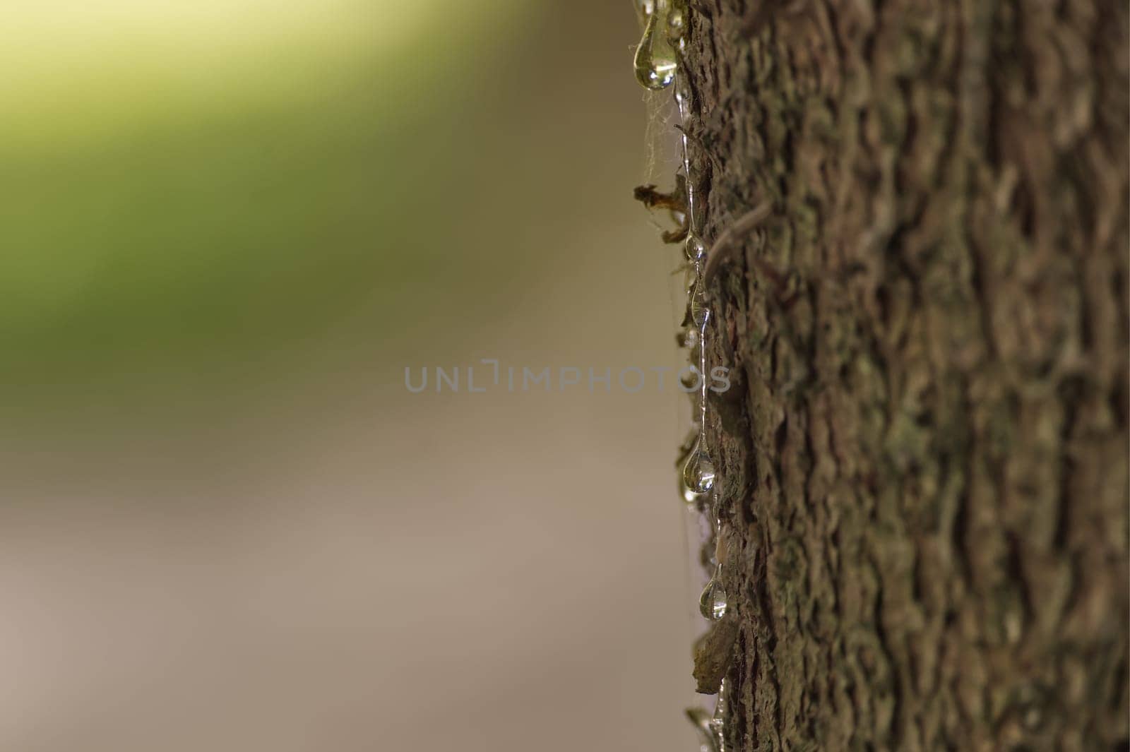 A close-up shot of a tree trunk shows glistening sap drops, a beautiful representation of nature's detail. The background is blurred and creates a soft, natural aesthetic.