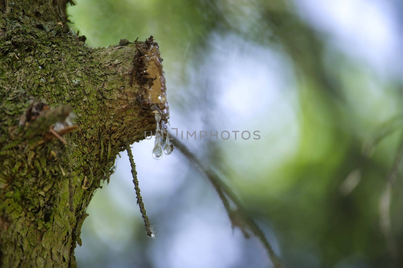 Close-up of a tree branch with resin dripping. The image showcases nature's detail with a shallow depth of field.