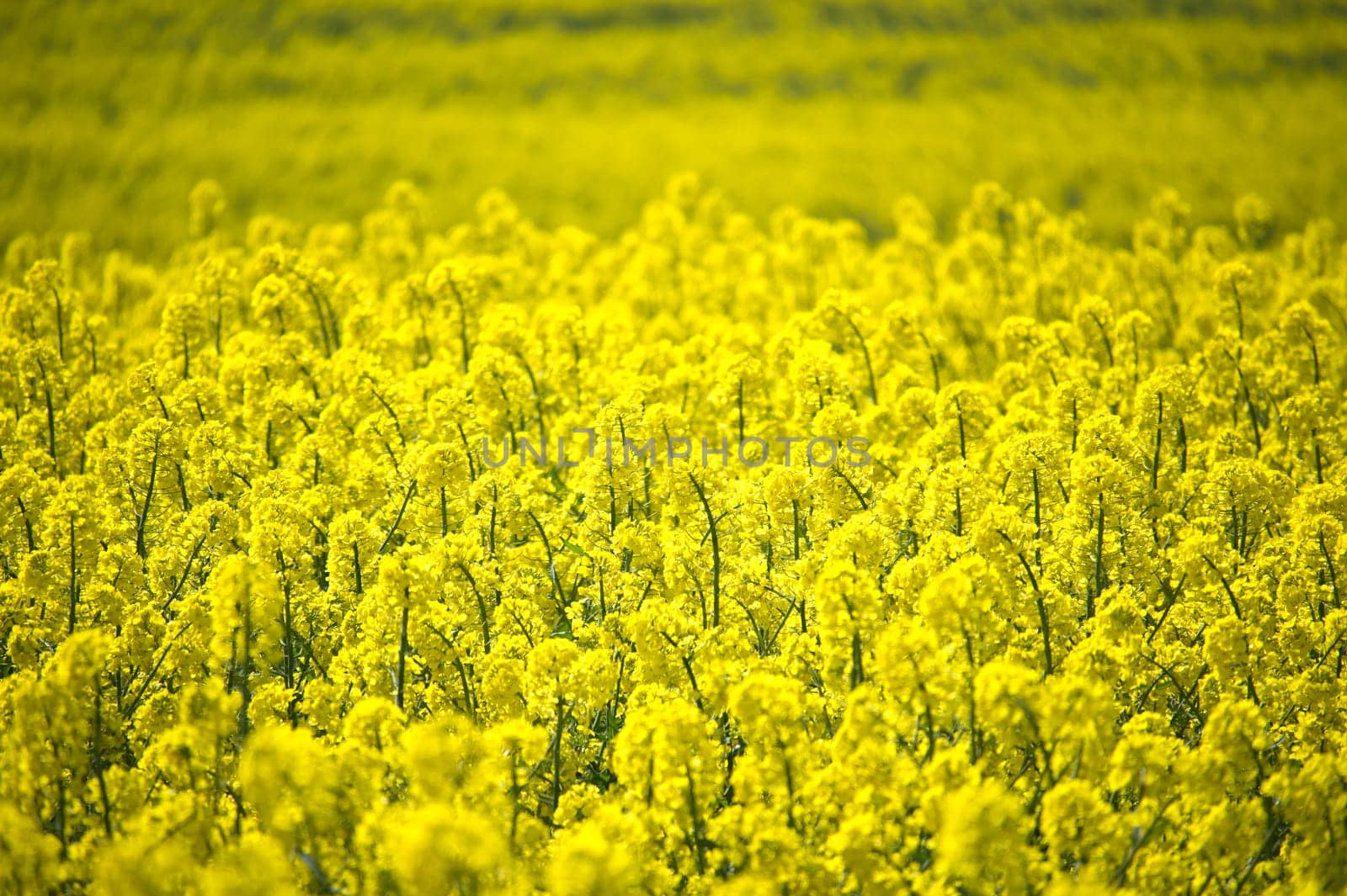 Expansive bright yellow canola flower field basking under the sunlight, showcasing the beauty of nature and agriculture with its vivid colors and impressive depth