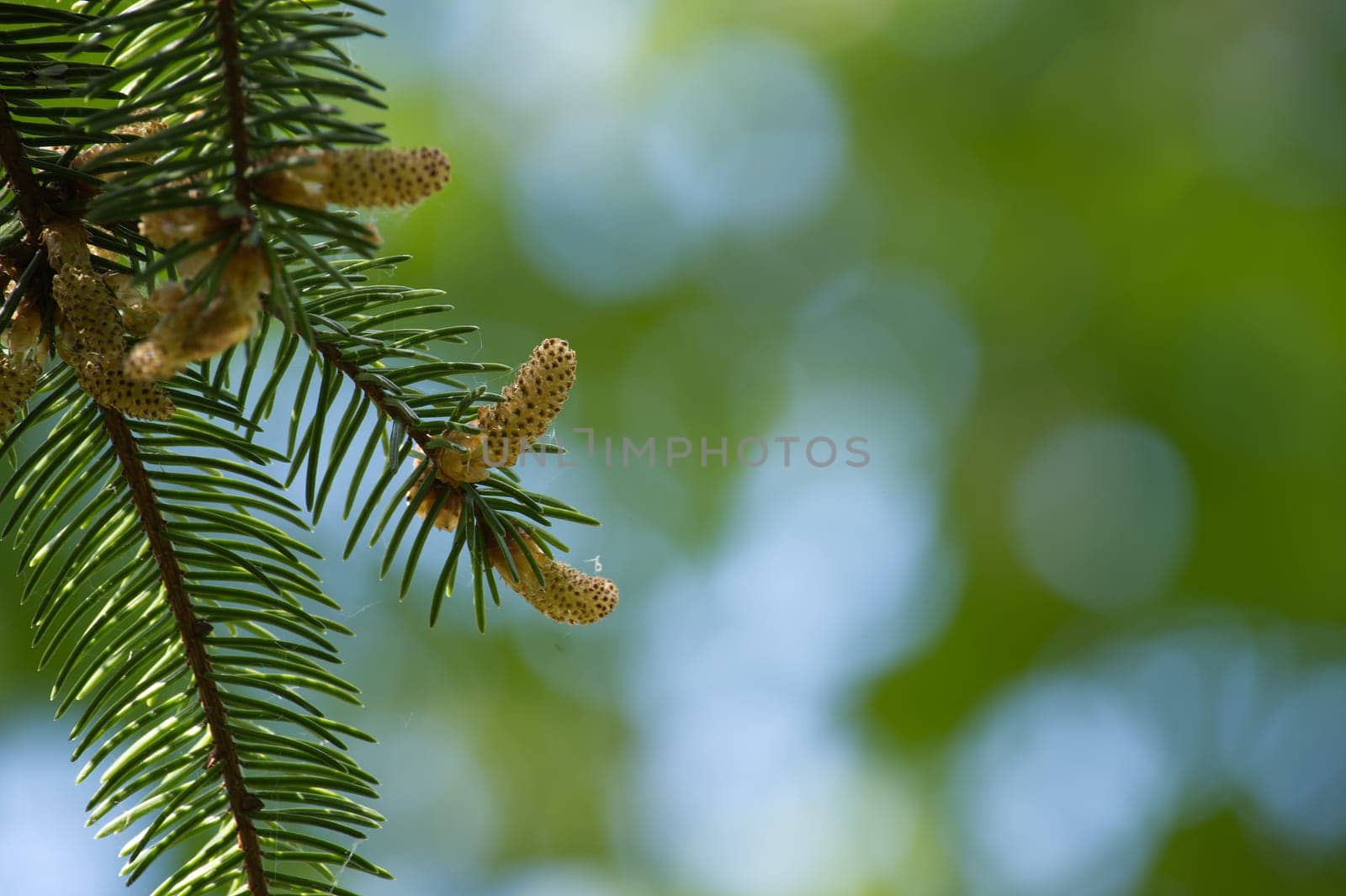 Brightly lit evergreen branch featuring young pine buds against a soft, blurred green and blue background, showcasing natural textures and emphasizing the beauty of nature and growth.
