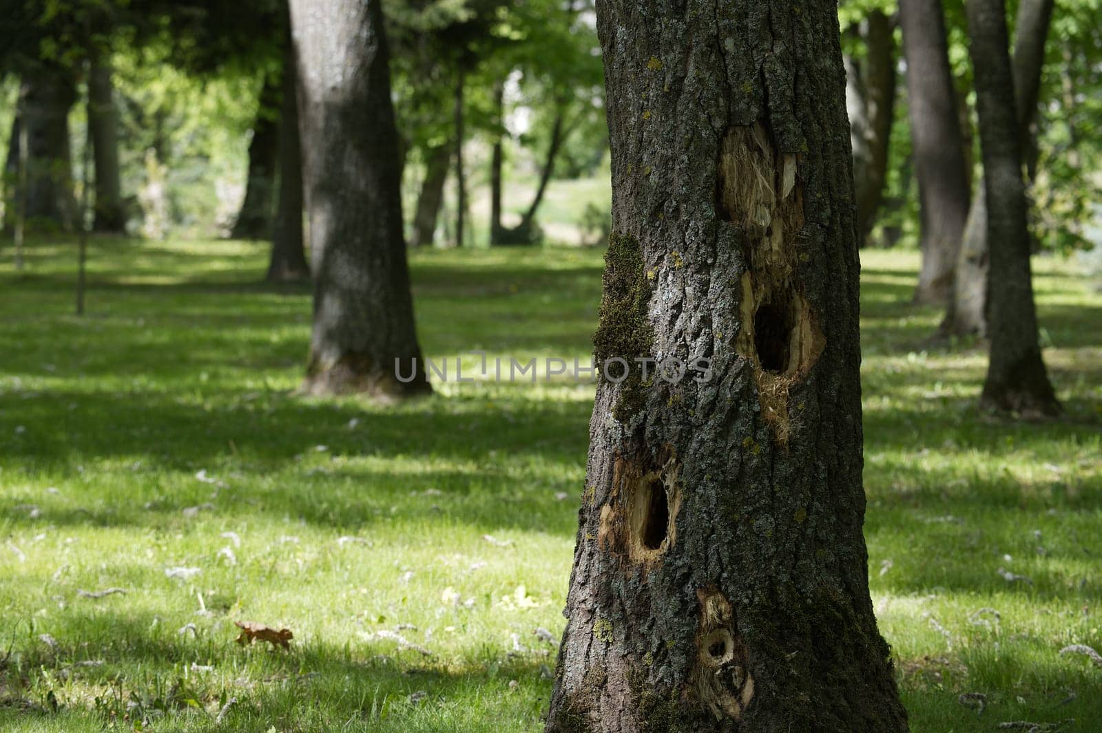 Woodpecker holes dotting a tree trunk highlight the fascinating interaction between wildlife and urban green spaces within a public park, emphasizing natures resilience in city landscapes