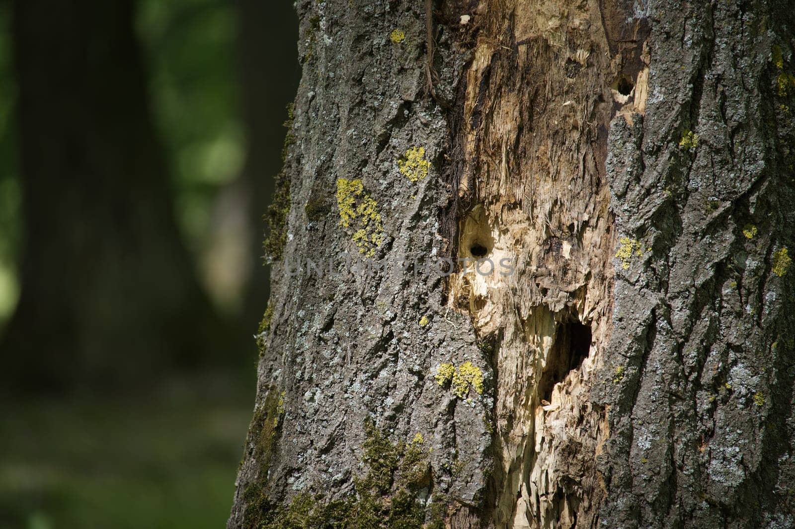 Woodpecker holes are visible on damaged tree bark in a forest, creating a natural and textured pattern with moss and lichen growing on the surface