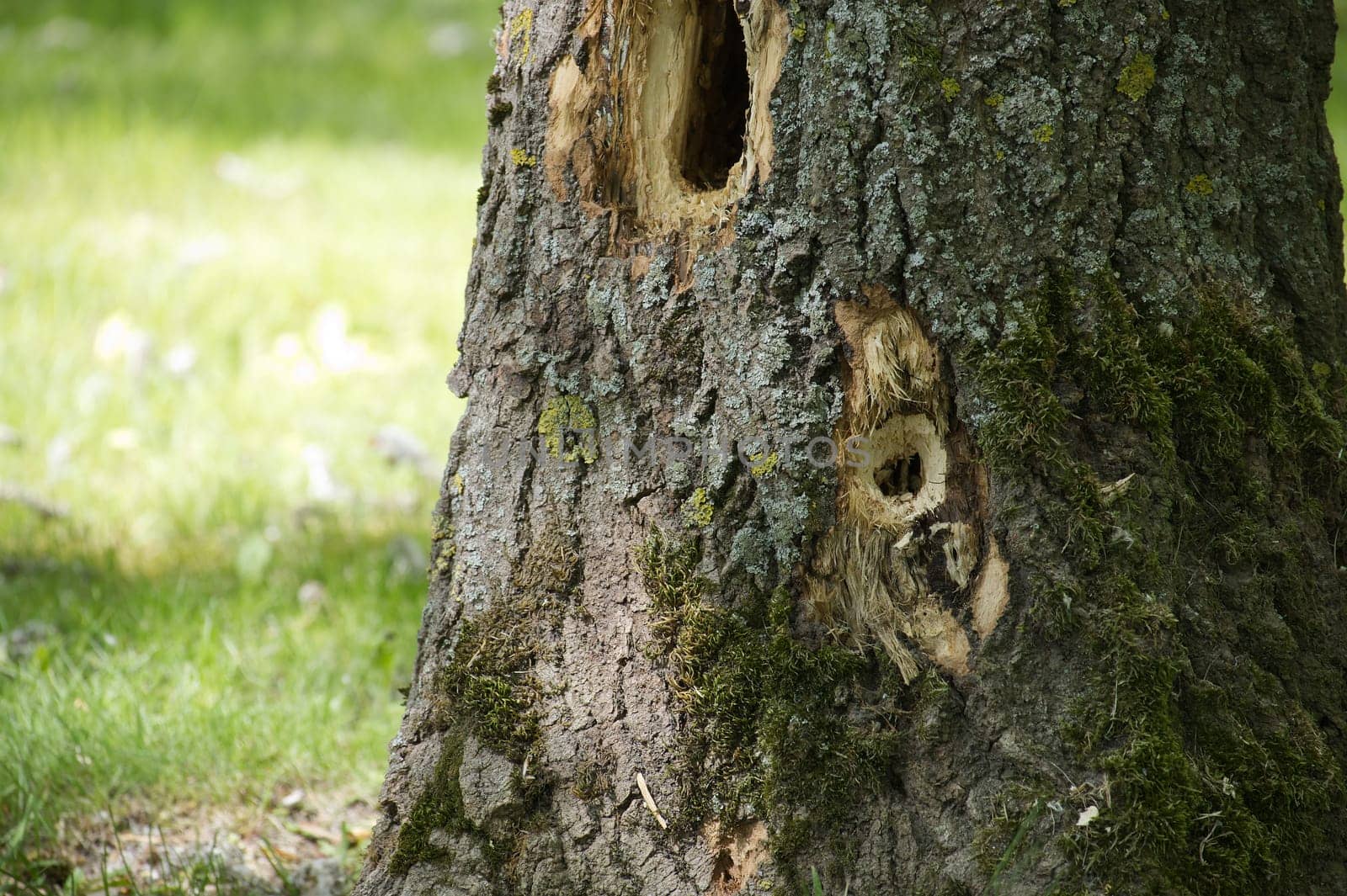 Woodpecker holes dotting a tree trunk, adorned with vibrant moss and lichen, create a striking scene against a backdrop of softly blurred green grass in the summer sunlight