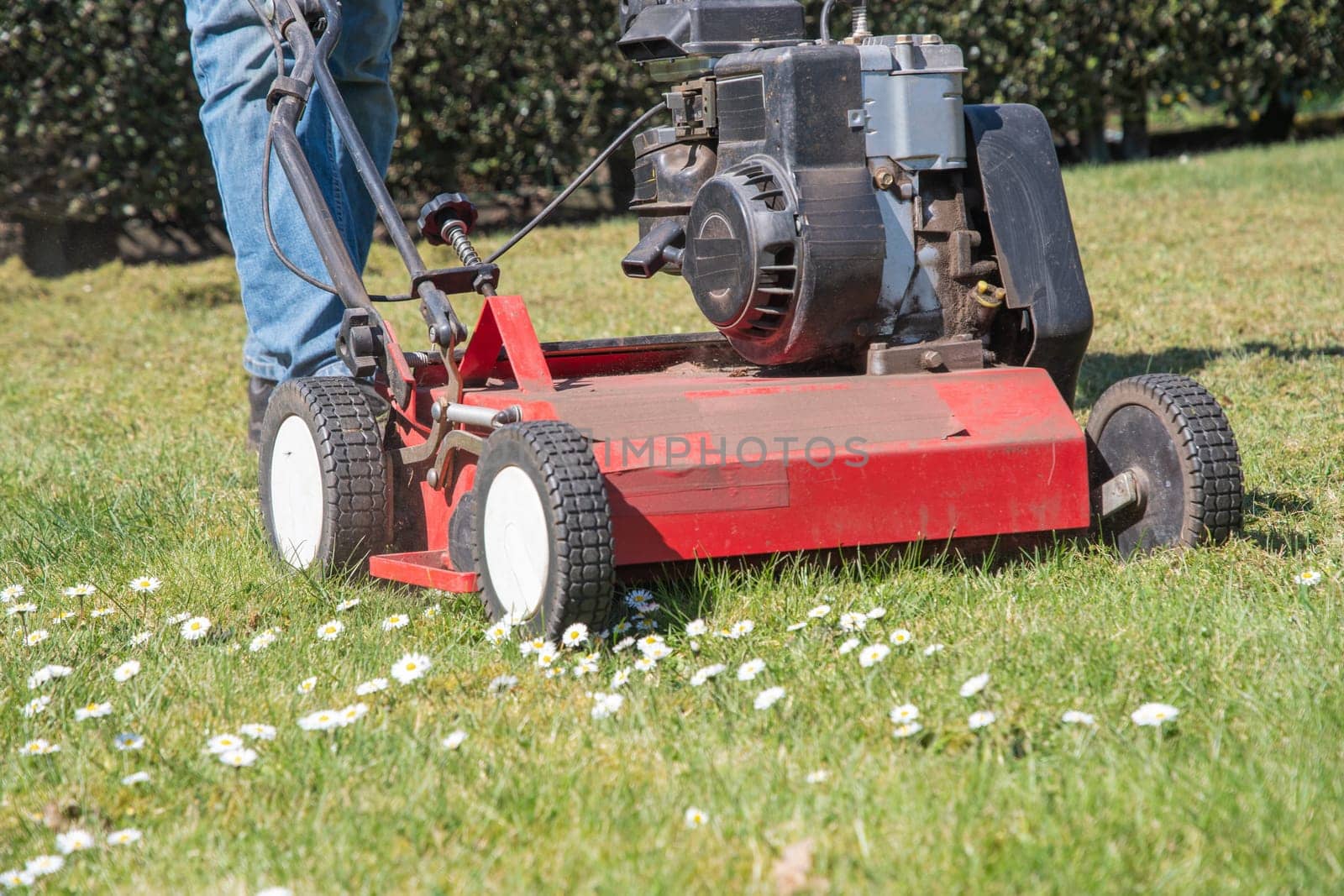 Professional gardener removes moss from green lawn with blooming white daisies using scarifier, improving grass health on sunny spring day, enjoying beauty of nature and outdoor work,