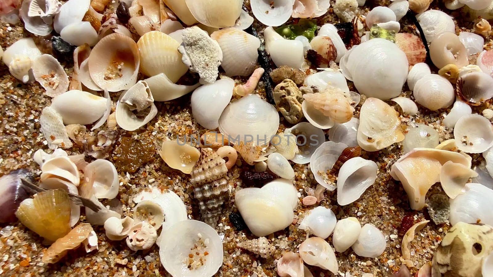 A stunning and colorful assortment of beautiful seashells is scattered across the sunny sandy beach terrain