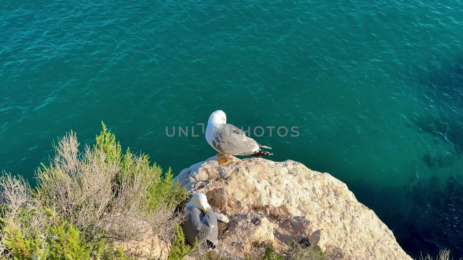Two elegant seagulls are perched gracefully on a rugged rocky outcrop, overlooking the vibrant blue sea