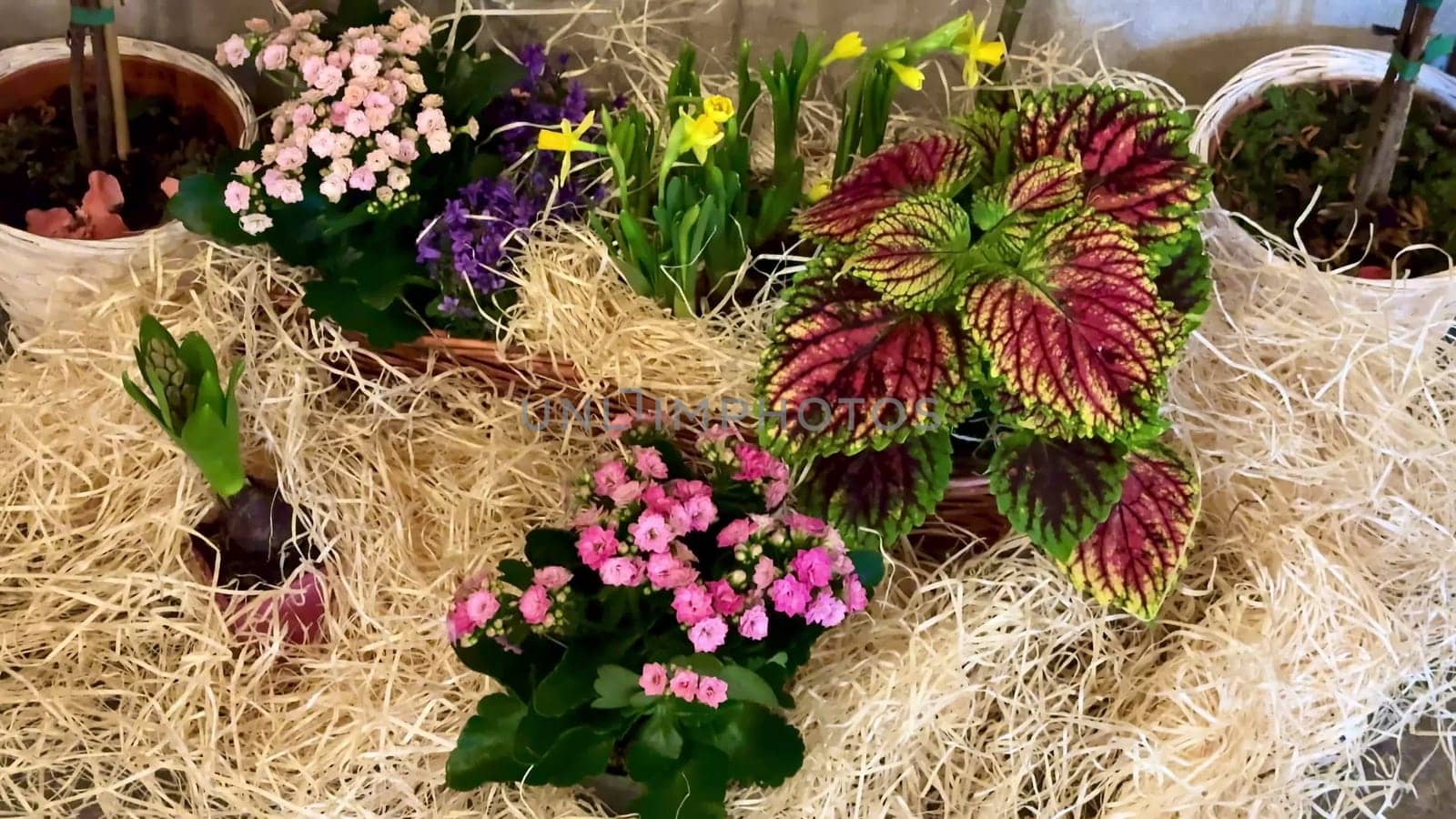Stunning and elegant floral displays boast vibrant blossoms, along with unique combinations of various plants