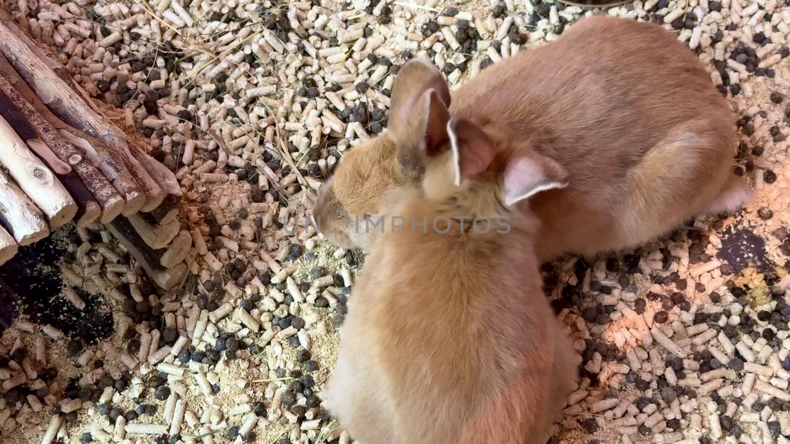 Two adorable rabbits are snuggled up together, enjoying their time on soft bedding within a tranquil environment