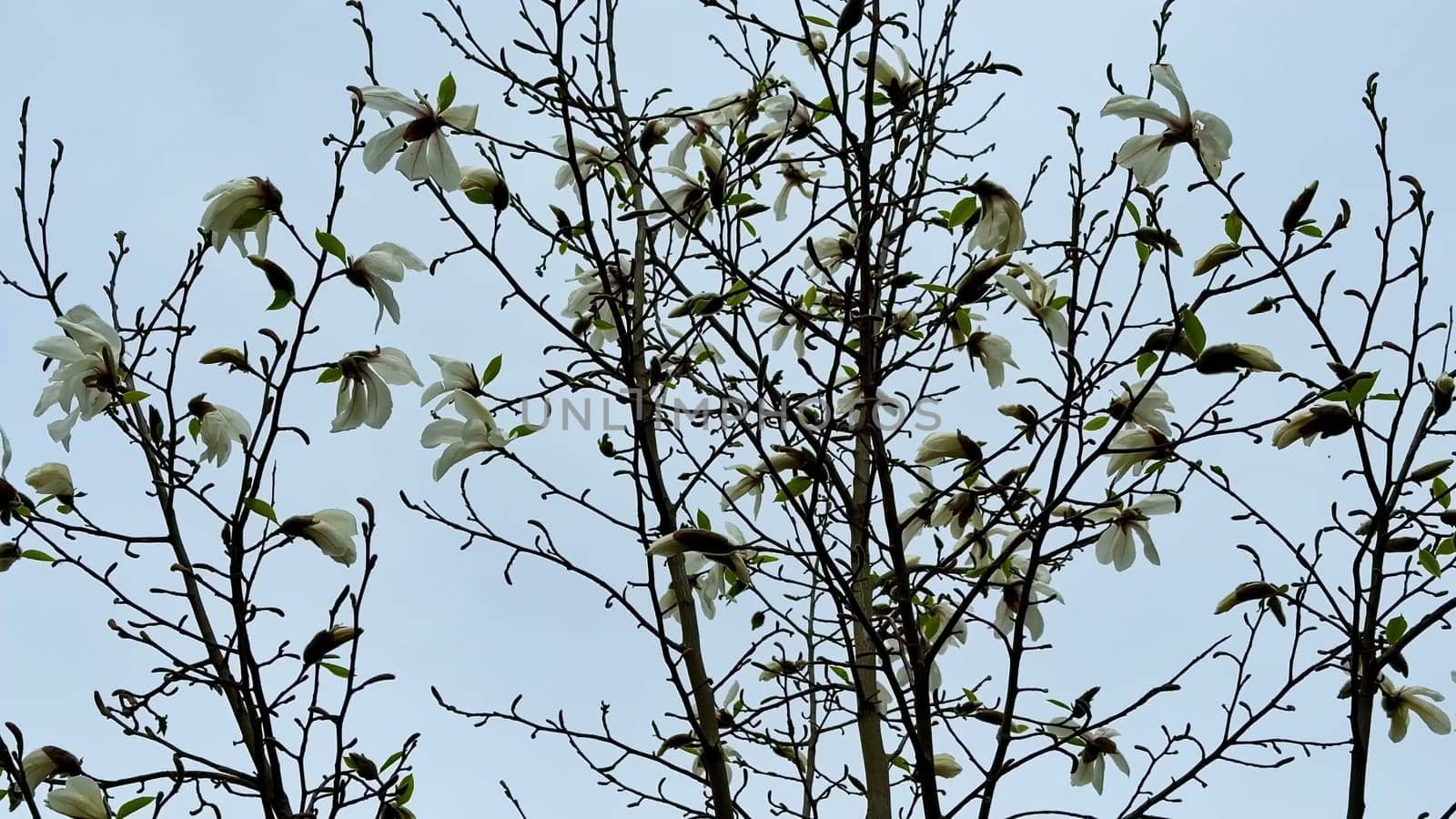 Stunning magnolia blossoms are blooming beautifully on branches that are under a clear blue sky above