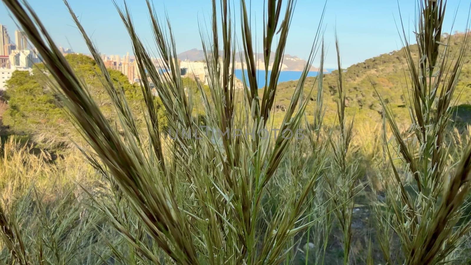 This is a beautiful and picturesque blend of urban skyline and nature that overlooks the vast ocean