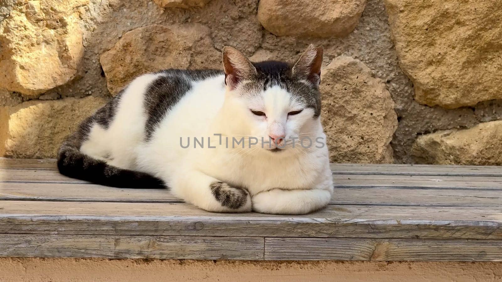 A serene cat rests on a wooden bench by a rustic stone wall, embodying tranquility and leisure in nature