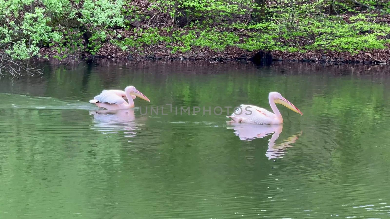 Two elegant pelicans glide effortlessly over calm waters, surrounded by lush greenery and vibrant plants
