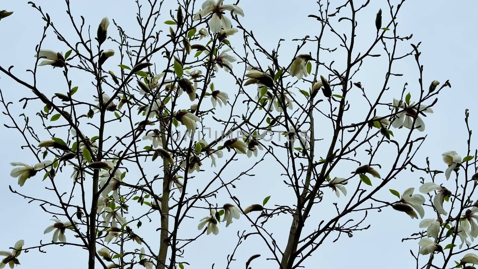 Magnolia trees are showcasing their delicate, gorgeous blooms in vibrant spring colors that captivate all eyes