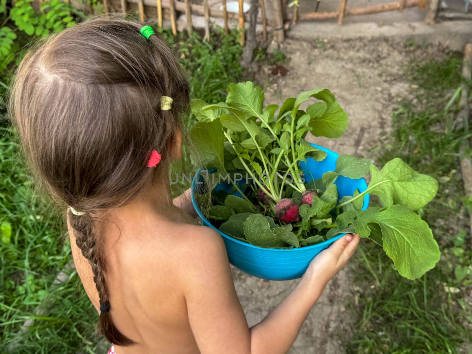 Young child walks along garden path carrying a bowl of freshly harvested radishes. Rural summer lifestyle and farm-to-table concept