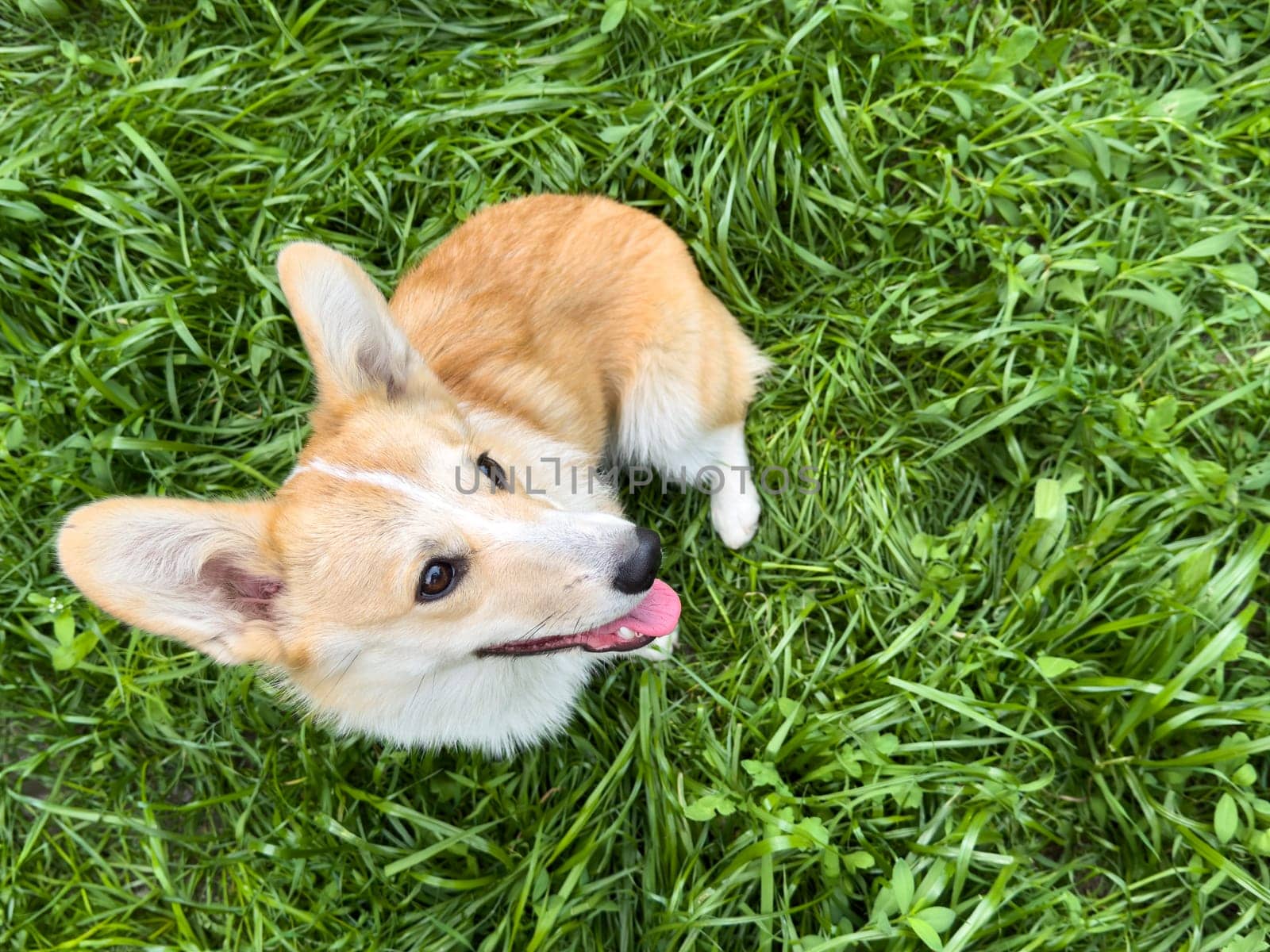 Happy healthy corgi sitting on green grass outdoors. Ideal for promoting pet food, veterinary care, or dog wellness products